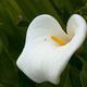 Calla