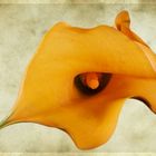 Calla