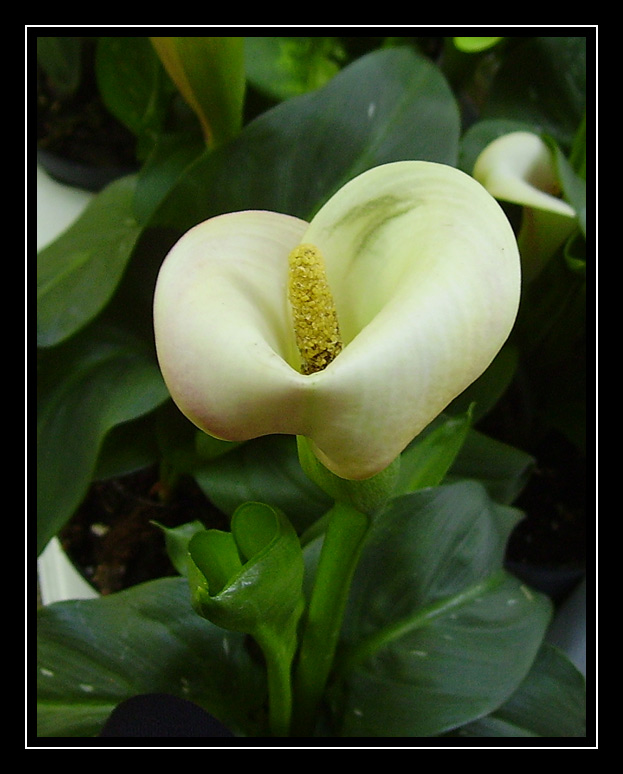 Calla 2