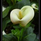 Calla 2