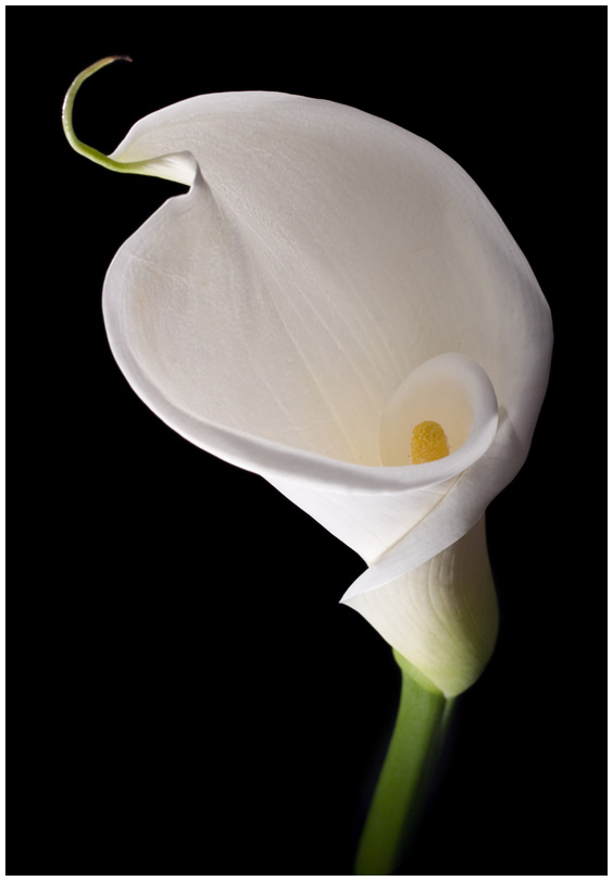 Calla [2]