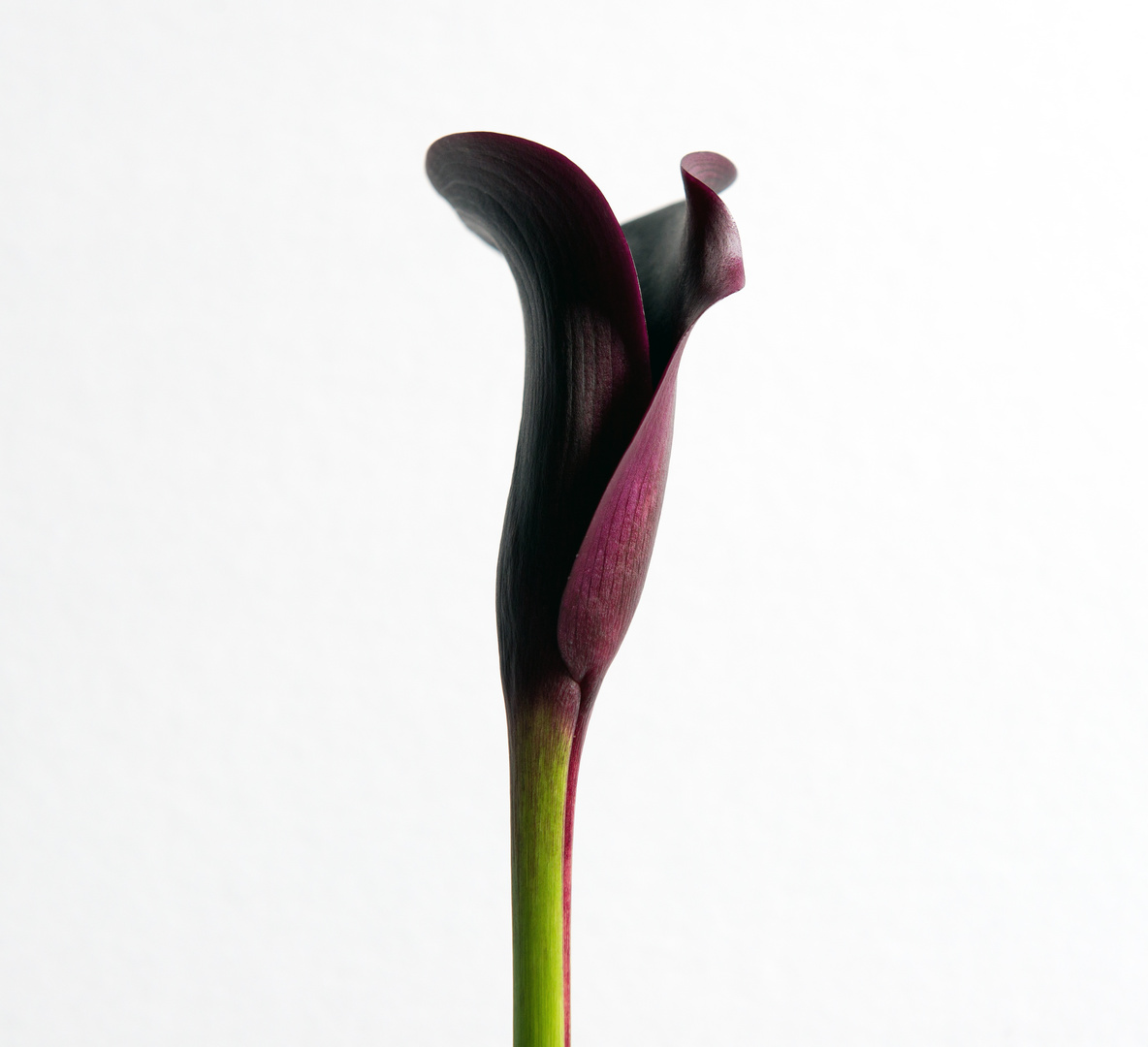 calla 2