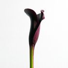 calla 2