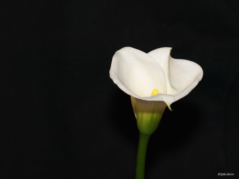 Calla (2)....