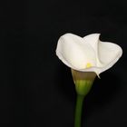 Calla (2)....