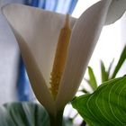 Calla 2