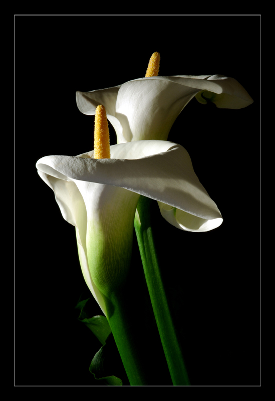 Calla 2