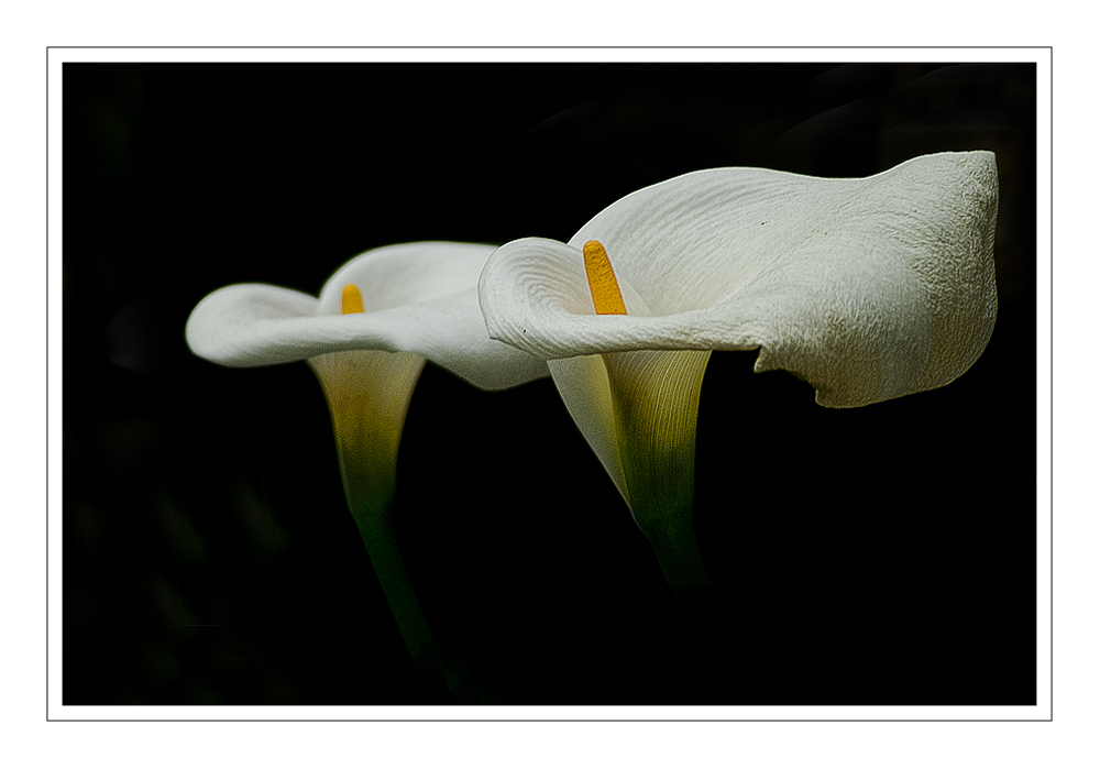 Calla 2