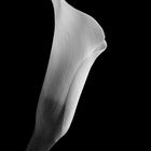 Calla #2