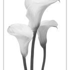 Calla 2