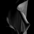 Calla #2