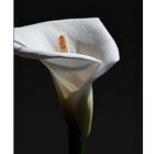 Calla 2