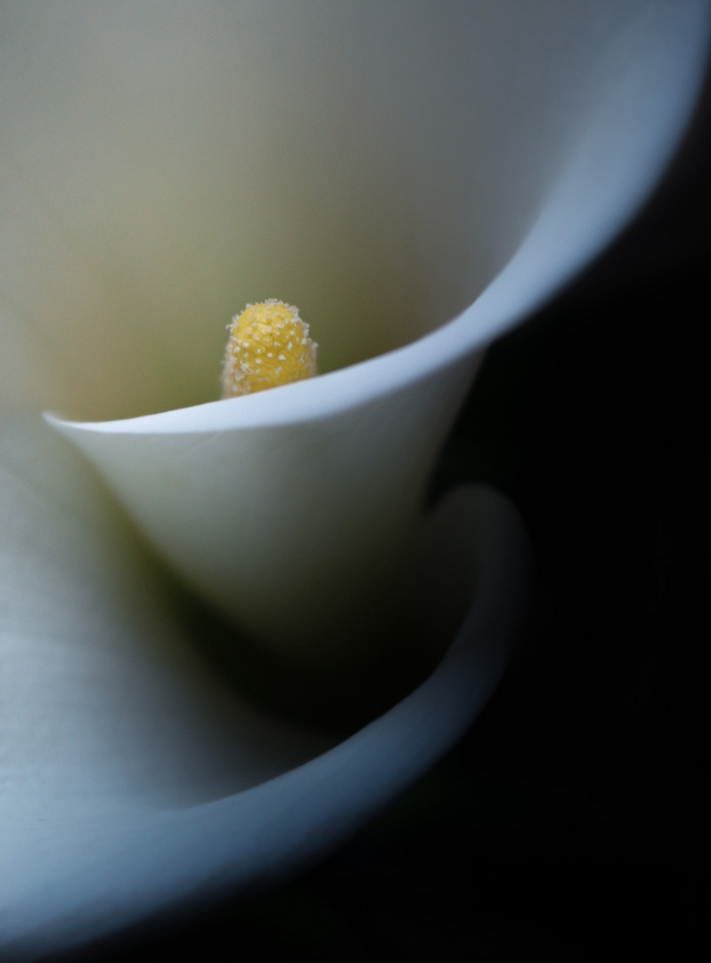 ~ Calla ~