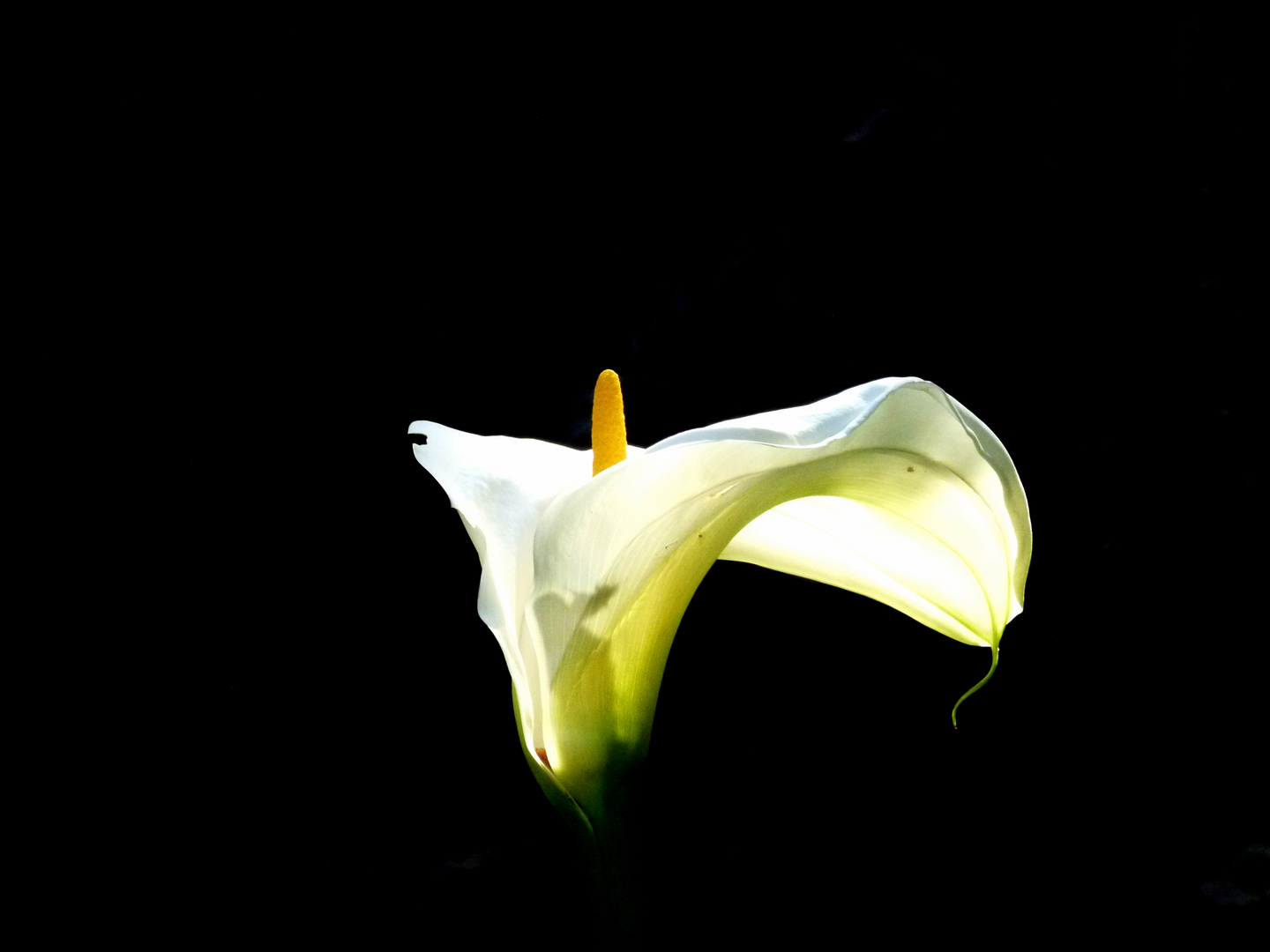 "Calla"