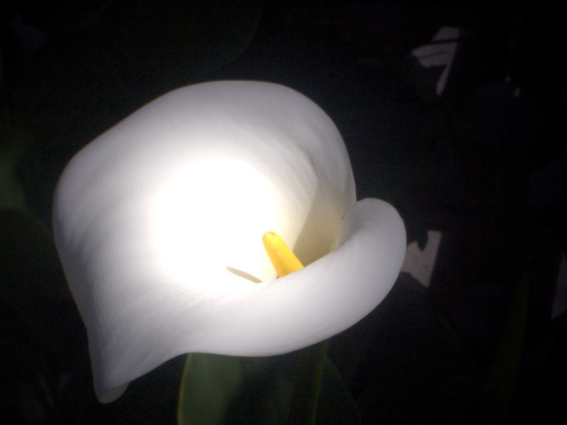 calla