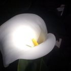 calla