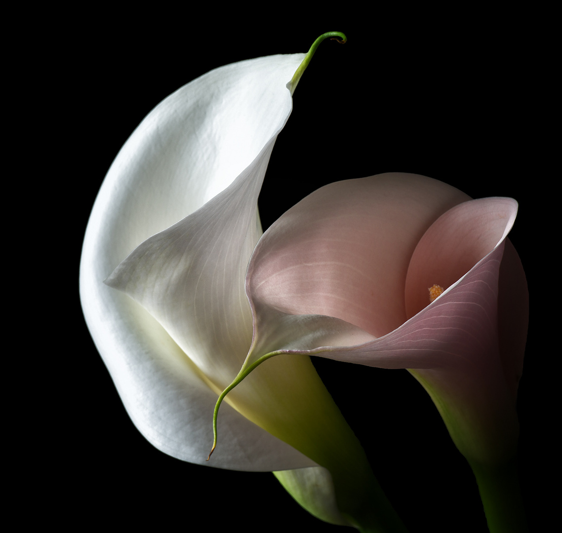 Calla