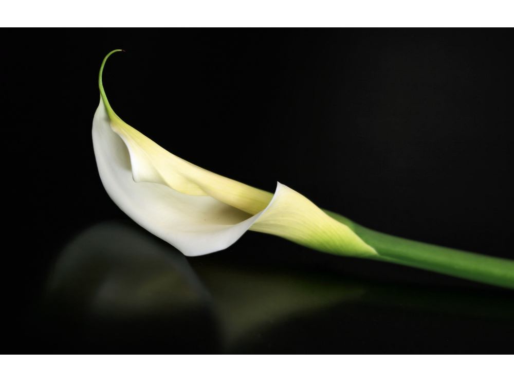 Calla