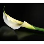 Calla