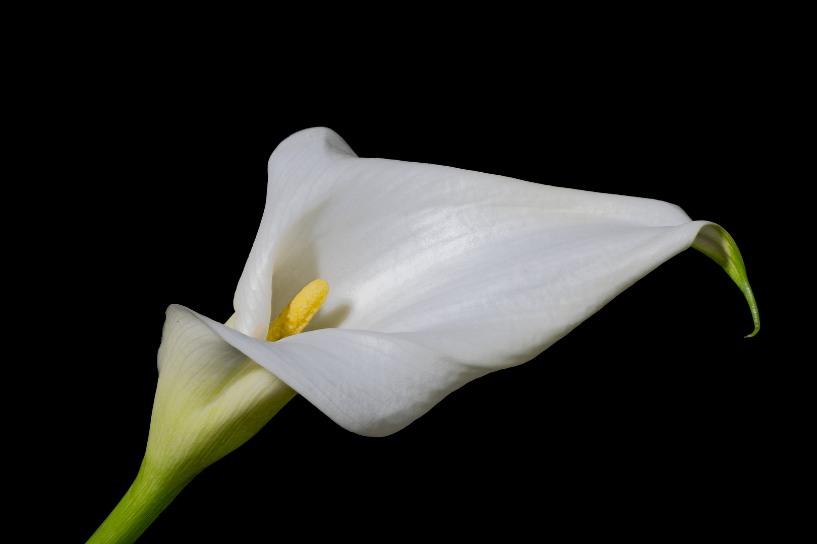 Calla 