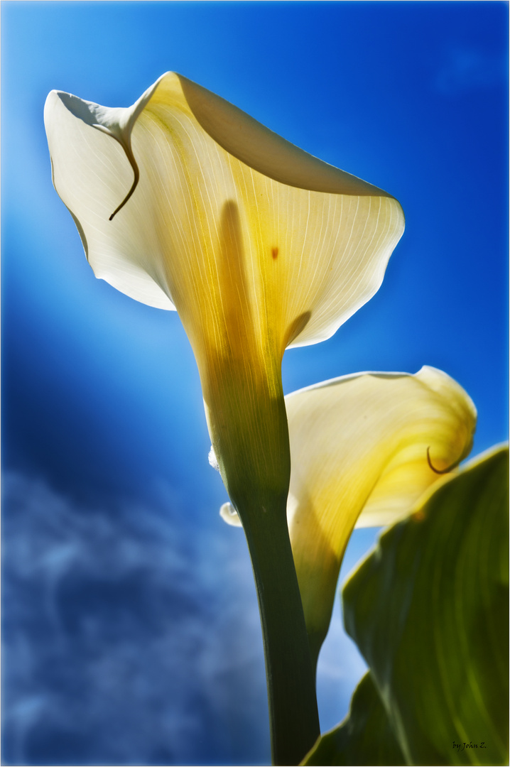 calla