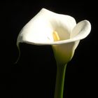 Calla