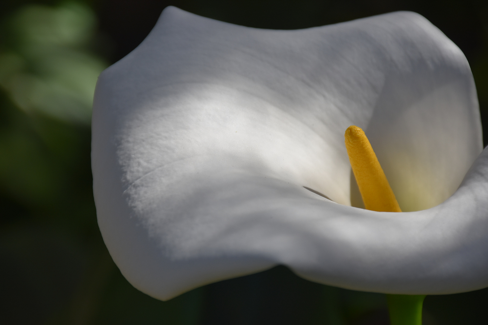 Calla