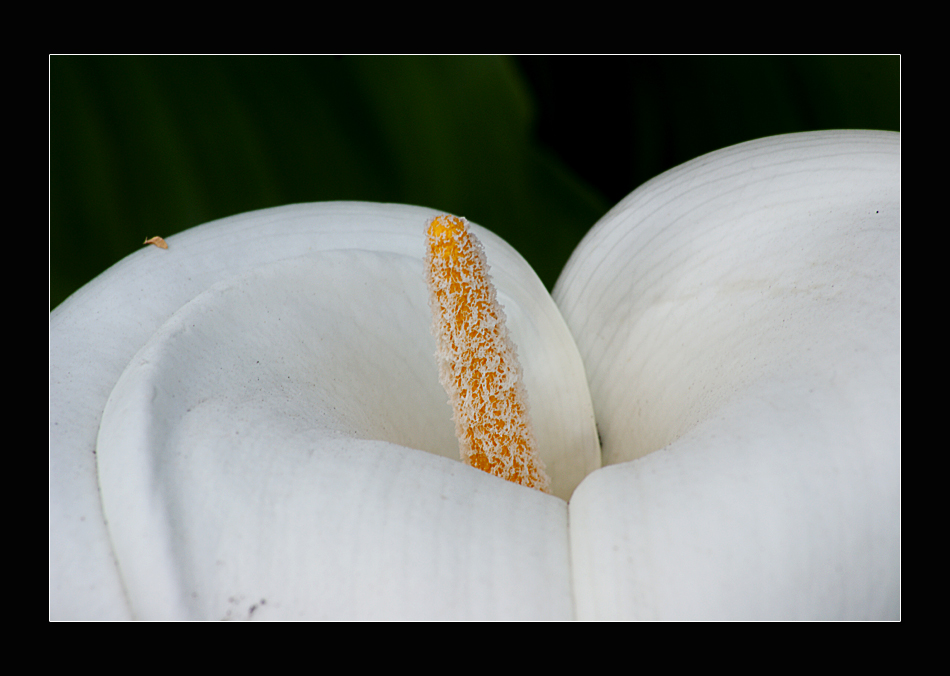 Calla