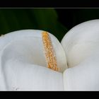 Calla