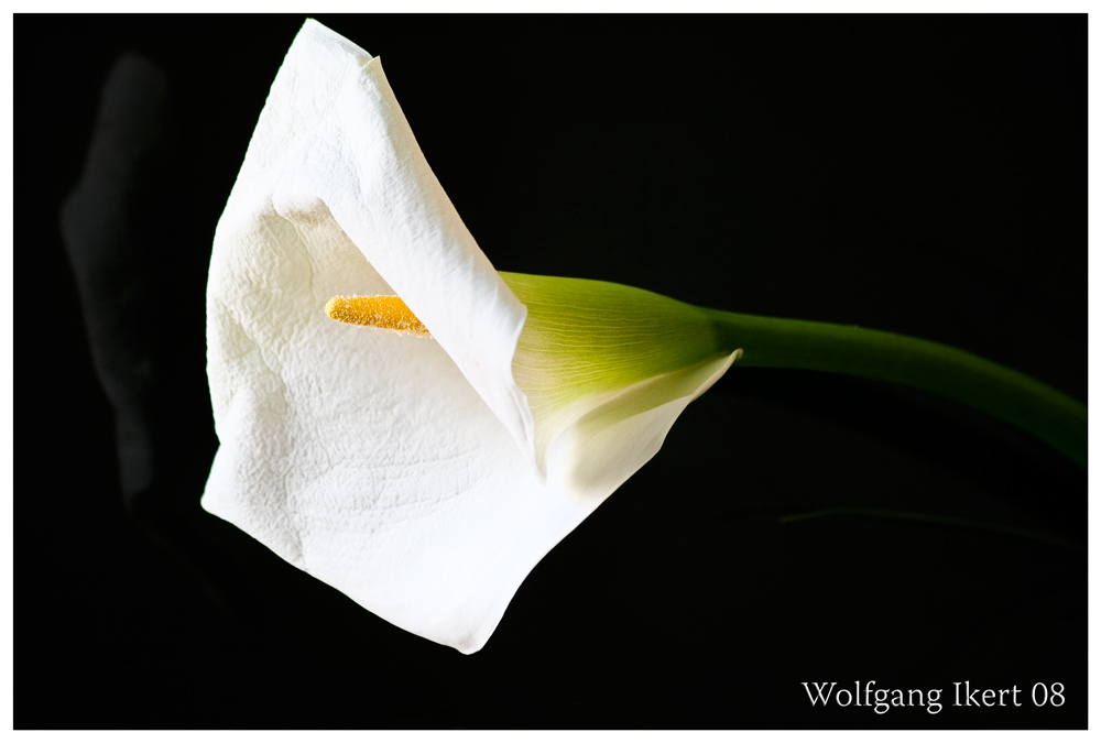 Calla