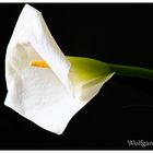 Calla