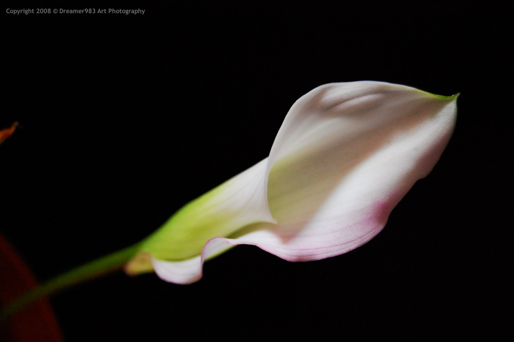 Calla