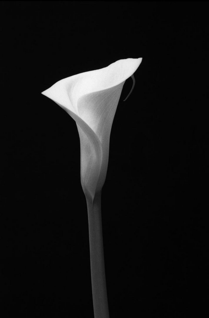 calla (3)