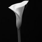 calla (3)