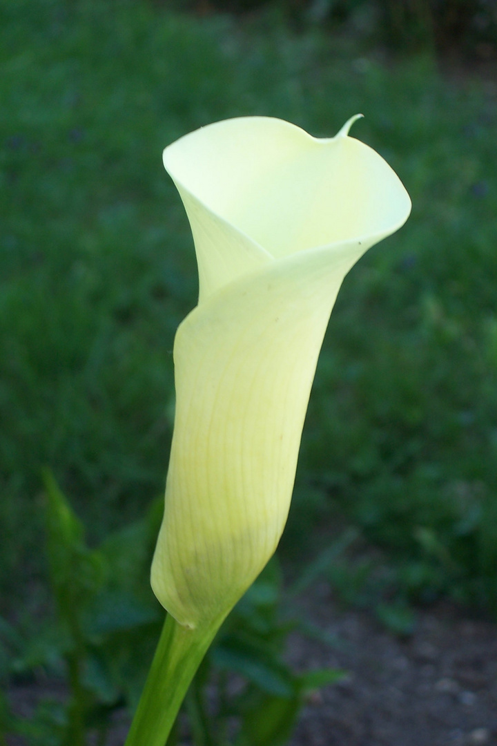 calla