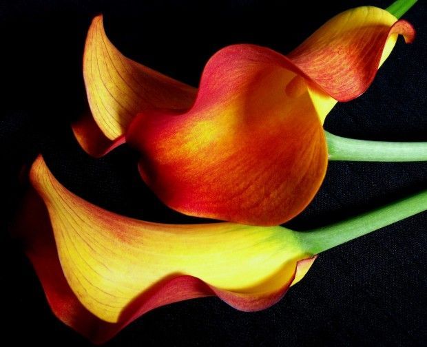 Calla