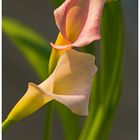 Calla