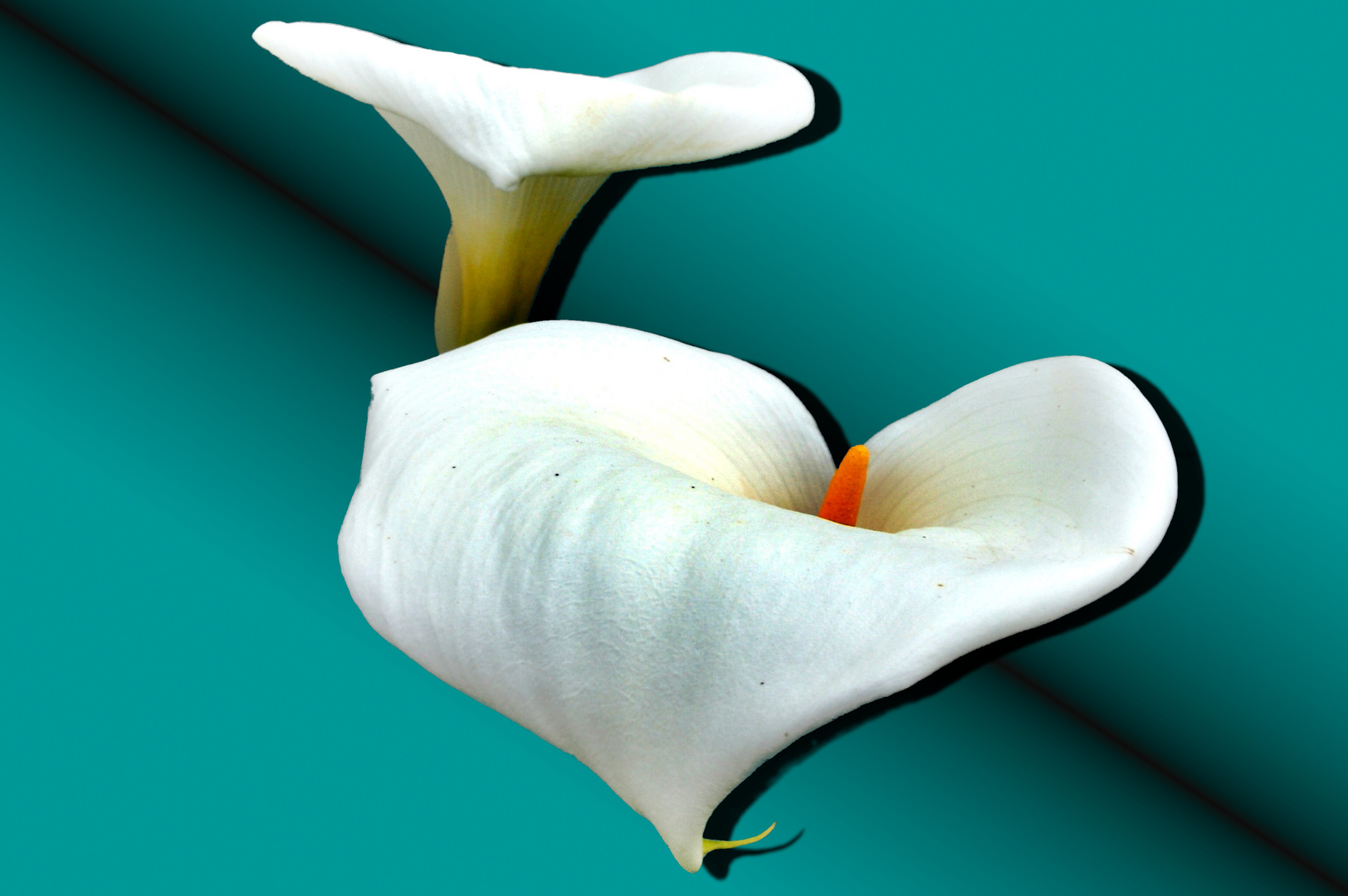 Calla