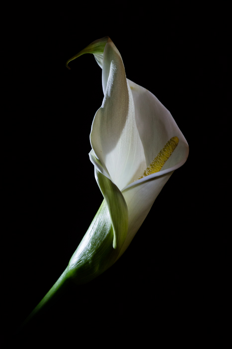 Calla