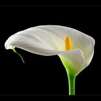 calla