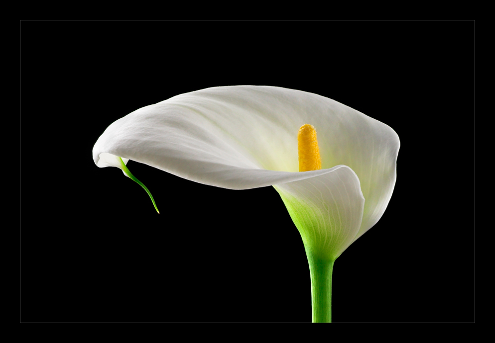 calla