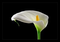 calla