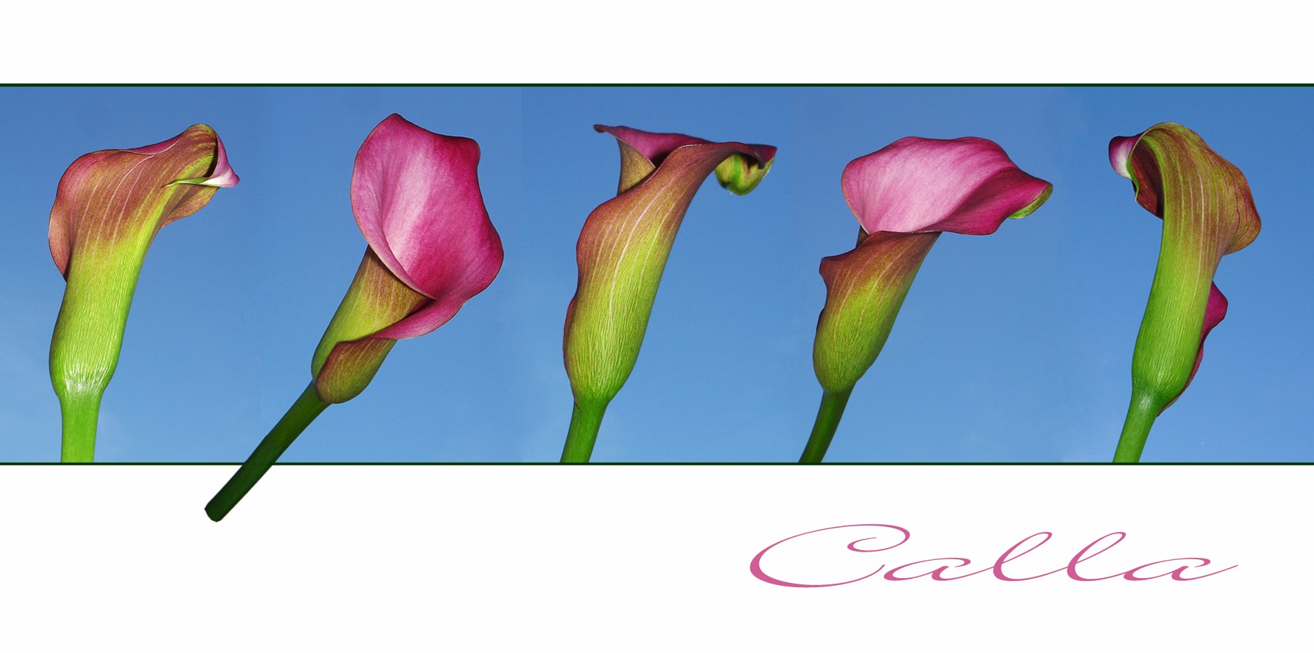 Calla