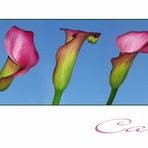 Calla