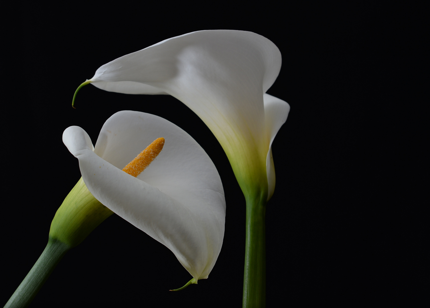 Calla