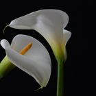 Calla