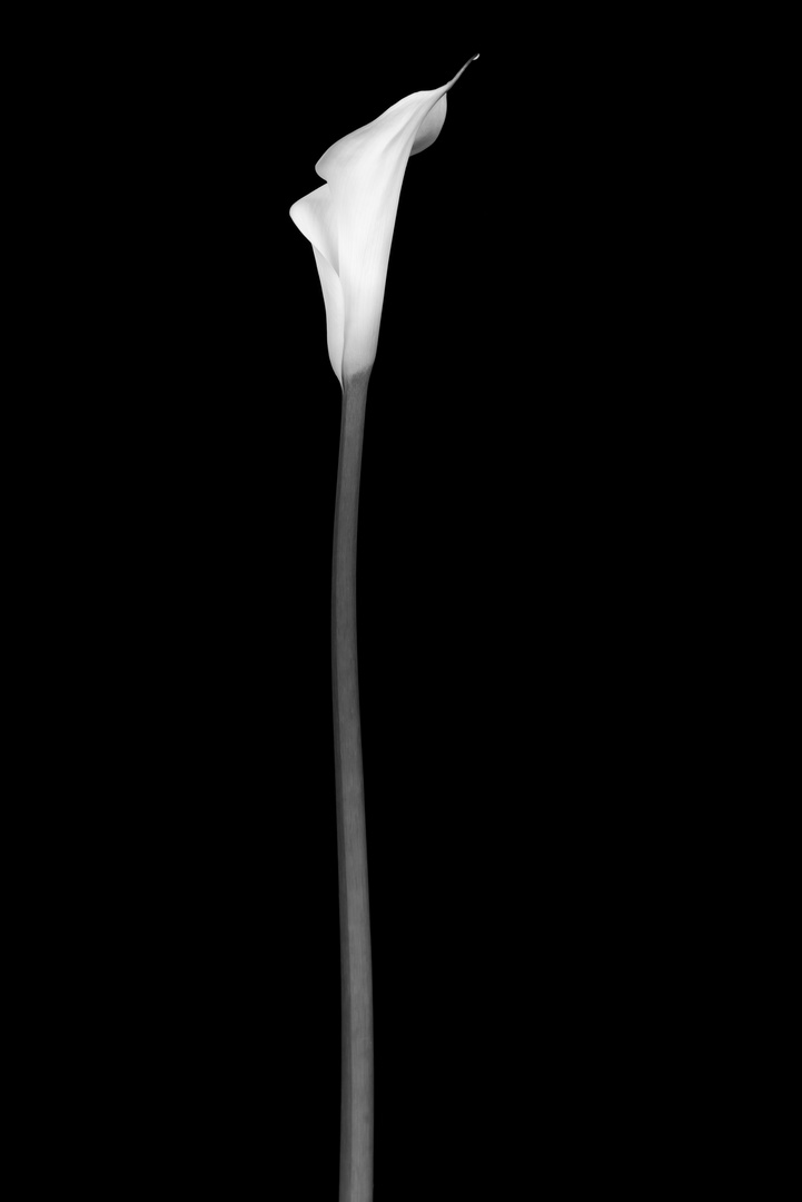 calla