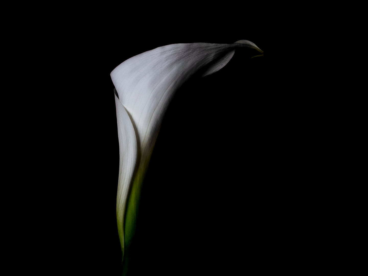 Calla 4