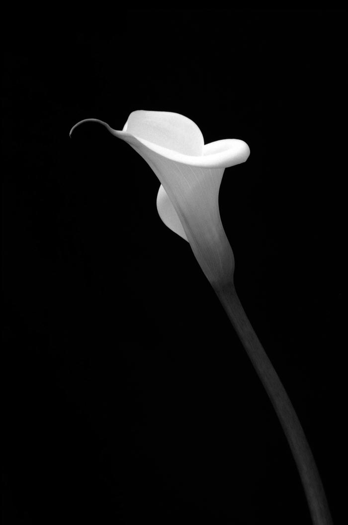 calla 4