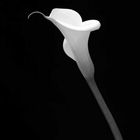 calla 4